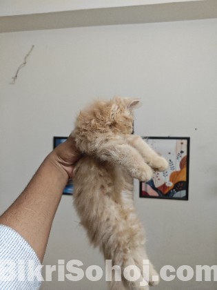 Persian